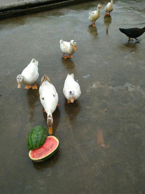 娱乐吃瓜鸭图片